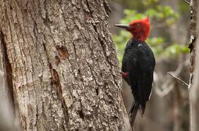 Día Mundial del Medioambiente: No están los tiempos para ser discretos