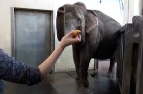 Esta elefanta pela los platanos antes de comerlos