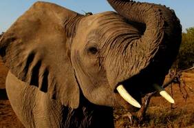 Utilizan ADN de colmillos de elefantes para revelar redes de tráfico de marfil