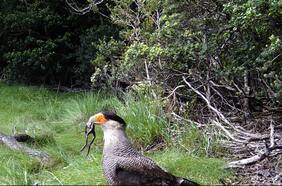 Cámaras trampa en Parque Nacional Puyehue detectan una sorprendente y desconocida fauna