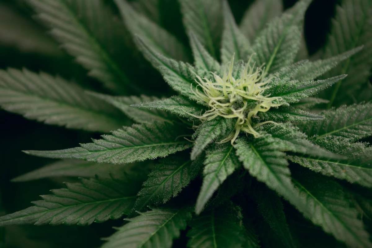 Inversionista de MÁ Botanics reorganiza sus activos tras detención de directivos por narcotráfico
