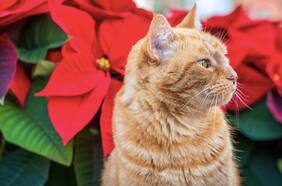 Por qué la flor de Pascua podría ser dañina para los gatos