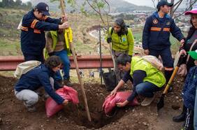 Plan de reforestación en Cerros de Renca: se plantaron más de 2 mil árboles nativos