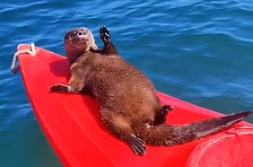 ¡Alerta de ternura!: captan a un chungungo frotándose en una tabla de kayak en Concón