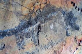 Así fue el descubrimiento del primer ictiosaurio preñado