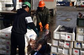 Subpesca defiende ante el Tribunal Constitucional la plena vigencia de la ley de la jibia