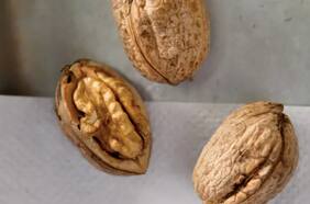 En la India investigan fraude en importaciones de 3.600 toneladas de las populares nueces chilenas