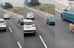 Grupo de conductores se unen para rescatar a un perrito perdido en plena autopista