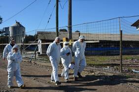 Segundo Tribunal Ambiental realiza inspección a plantel de cerdos en Talagante por posibles daños ambientales