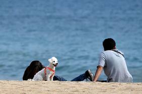 Adopción de mascotas: ¿No era para toda la vida?