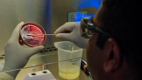 Qué es la bacteria Ralstonia picketti que infectó a casi 30 personas por el uso de un fármaco en hospitales