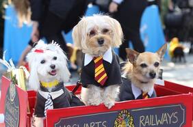 9 lugares increíbles para ir con perros en el mundo