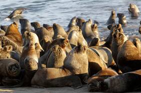 Qué hacer ante un animal marino herido o varado en la playa