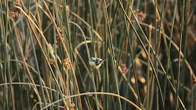 Inmobiliaria acusa “maniobras administrativas” de la Superintendencia del Medio Ambiente para detener obras en zona declarada como humedal