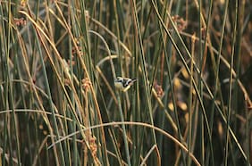 Inmobiliaria acusa “maniobras administrativas” de la SMA para detener obras en zona declarada como humedal