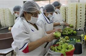 Con enfoque en productos locales: las propuestas de la FAO para una nueva ley de alimentación escolar