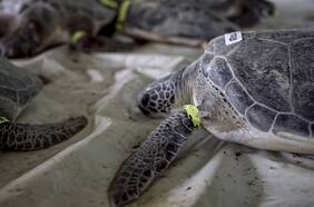 Rescatan a casi 5 mil tortugas “aturdidas por el frío” en Texas