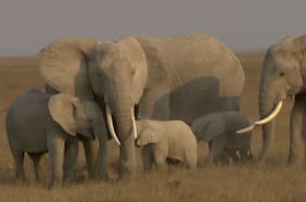 Lista Roja | Elefantes africanos se encuentran en creciente peligro de extinción