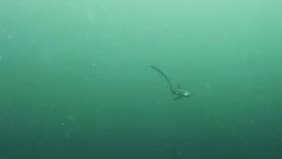 Registro submarino muestra a tiburón “zorro” en Coquimbo