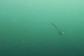 Registro submarino muestra a tiburón “zorro” en Coquimbo