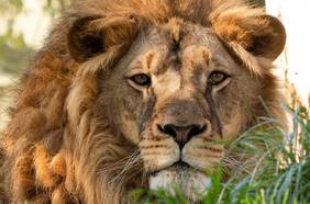 Leones, tigres, pumas y orangutanes: Chile es el primer país en Latinoamérica en vacunar animales contra el Covid, inyección que el próximo año podría estar a la venta para mascotas