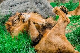 “Si los perros no querían jugar con él, simplemente lo echaban para el lado”: el relato del director de Buin Zoo que cuidó a un león en el patio de su casa