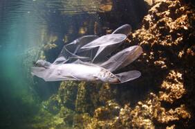 La historia de cómo encontraron bolsas plásticas a 8.000 mts bajo el mar: “Llegaron antes que nosotros”