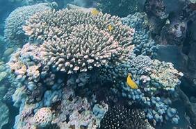 Inteligencia artificial logra aprender el “canto de los arrecifes”