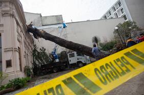 Lluvias en la Región Metropolitana: centenario árbol cayó en costado del Palacio Cousiño