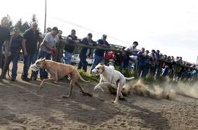 Diputados Ibáñez y Brito llaman a aprobar proyecto que prohíbe carreras de perros en Chile