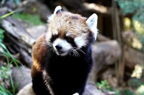 Cómo sería la evacuación de los animales del Zoológico Metropolitano, en caso de incendio en el Cerro San Cristóbal