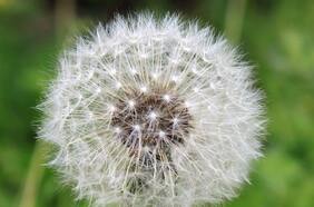 ¿Alergia o coronavirus? Algunos síntomas típicos de la alergia estacional se pueden confundir con los signos iniciales de Covid-19