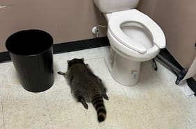 Así fue el recorrido del mapache que se viralizó tras desmayarse por intoxicarse con alcohol