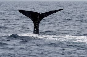 Rastrean cachalotes desde sus colas utilizando inteligencia artificial