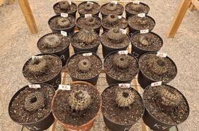 Conaf recibe 49 cactus decomisados en el Aeropuerto Internacional de Santiago