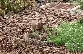 Duelo épico: temeraria ardilla enfrentó a una serpiente cascabel