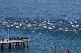 Una manada de delfines grises visitó Valparaíso