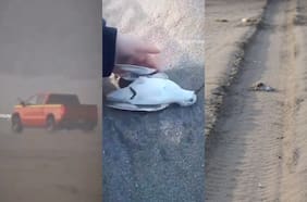 Ministerio de Medio Ambiente interpone denuncia contra conductor que atropelló aves marinas en dunas de Ritoque