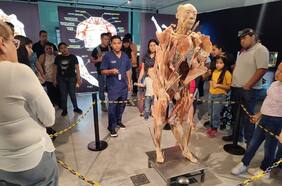Bodies Evolution: la exitosa exposición con cuerpos reales vuelve a Chile