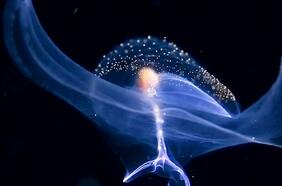 El asombroso registro de una mariposa de mar en las profundidades del Golfo de México