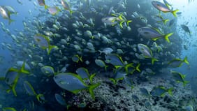 Chile supera el 50% de protección de su océano tras ampliación de Parques Mar Juan Fernández II y Nazca Desventuras II