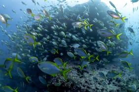 Chile supera el 50% de protección de su océano tras ampliación de Parques Mar Juan Fernández II y Nazca Desventuras II