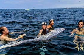 Cómo es el extraño pez remo y por qué se cree que anuncia terremotos y otros desastres