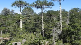Fiscalización de Conaf en La Araucanía confirma alta efectividad en reforestación de araucarias