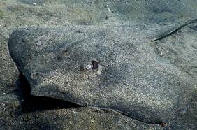 Esta es la primera y extraña especie marina que se extinguió de la Tierra debido al ser humano