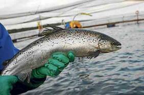 Multiexport ve vuelta a la normalidad recién para 2024