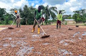 Las extremas medidas que toman los agricultores de Camerún para frenar el robo de cacao