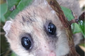 Investigadores revelan la extraordinaria capacidad de hibernación del monito del monte