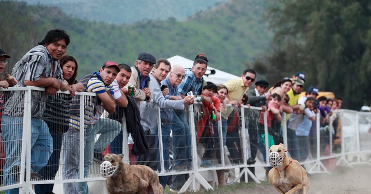 Cámara de Diputados aprueba proyecto para prohibir carreras de perros en todo Chile