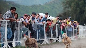 Cámara aprueba proyecto que prohíbe y sanciona las carreras de galgos